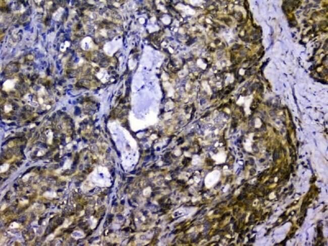 SIRT4 Polyclonal Antibody