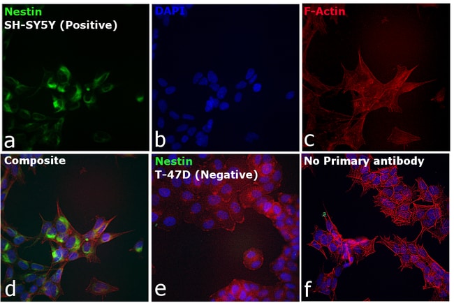 Goat anti-Mouse IgG (H+L) Superclonal Secondary Antibody, Alexa Fluor 555