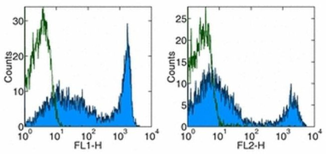 CD90.2 (Thy-1.2) Monoclonal Antibody (53-2.1), FITC, eBioscience™