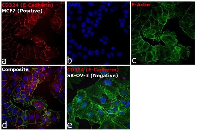 CD324 (E-Cadherin) Monoclonal Antibody (DECMA-1), eFluor 660, eBioscience