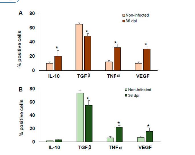 LAP (Latency Associated peptide) Monoclonal Antibody (TW7-16B4), PerCP-eFluor™ 710, eBioscience™