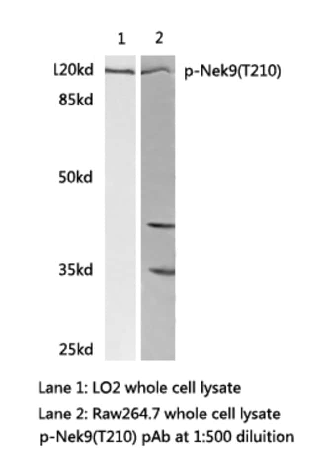 Phospho-NEK9 (Thr210) Polyclonal Antibody
