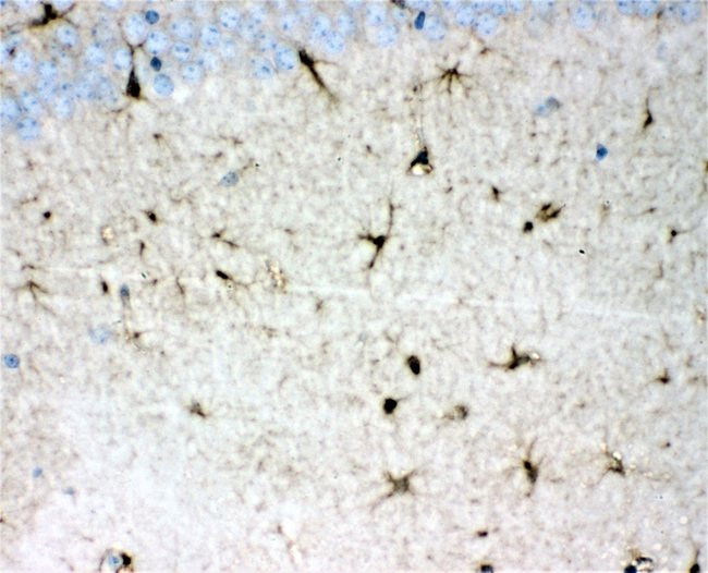 DDAH1 Polyclonal Antibody