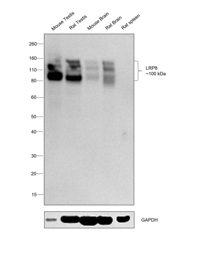 LRP8 Recombinant Rabbit Monoclonal Antibody (0V1R8)