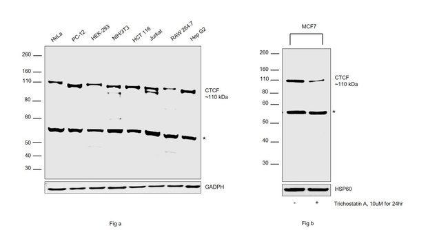 CTCF Recombinant Rabbit Monoclonal Antibody (JM10-61)
