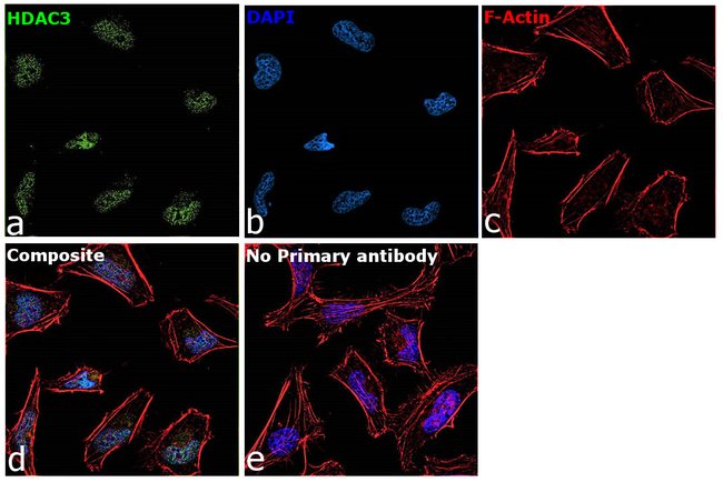 HDAC3 Monoclonal Antibody (7A11)