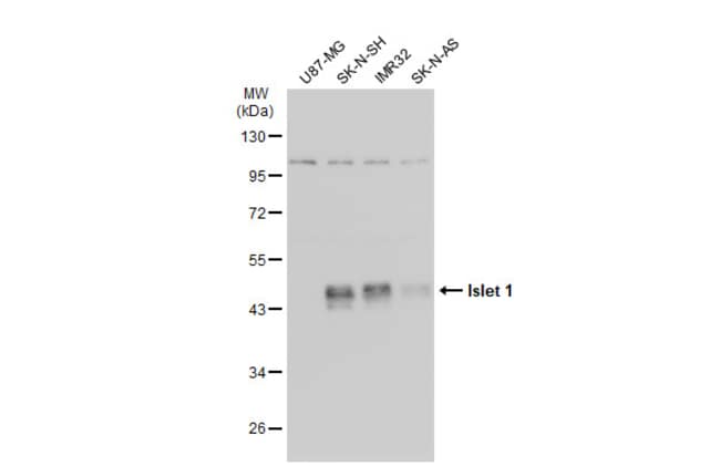 ISL1 Polyclonal Antibody