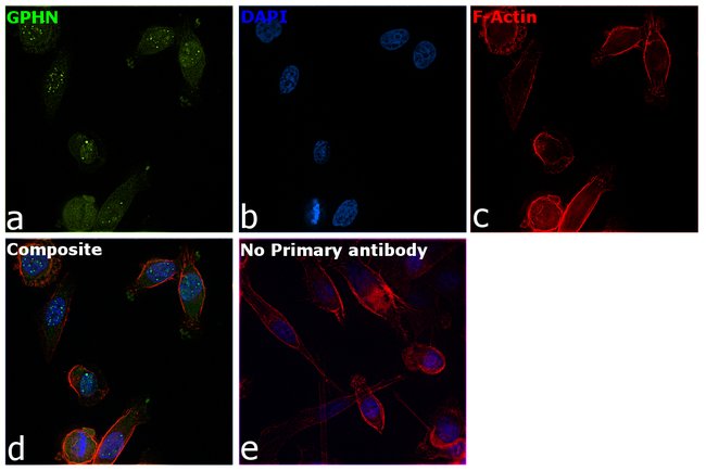 Gephyrin Monoclonal Antibody (OTI3B6)