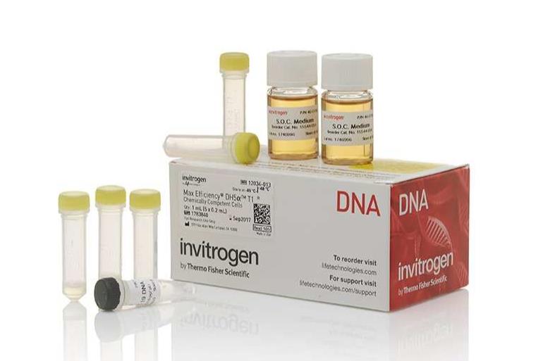 MAX Efficiency™ DH5α-T1R 感受态细胞