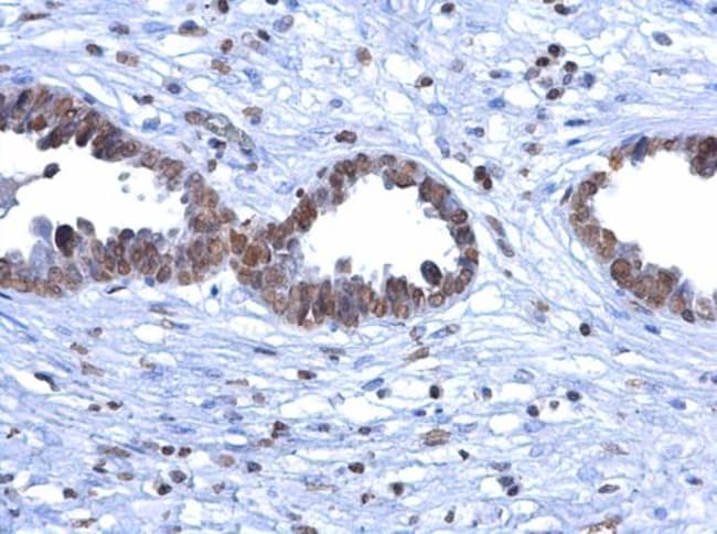 5-Methylcytosine Monoclonal Antibody (GT4111)