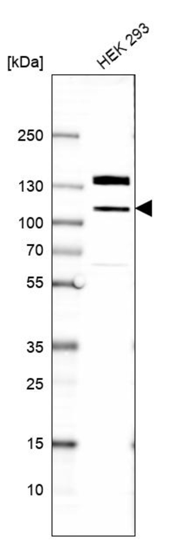 eIF4ENIF1 Polyclonal Antibody