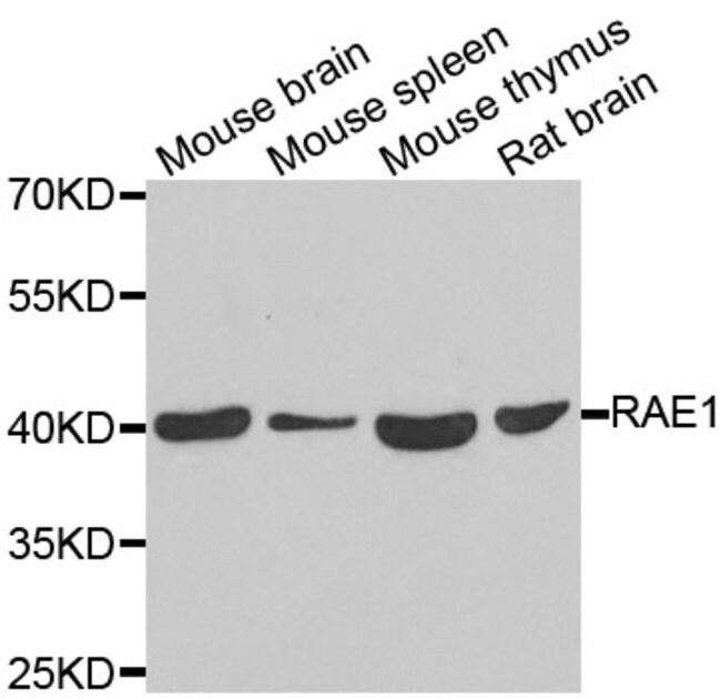 RAE1 Polyclonal Antibody