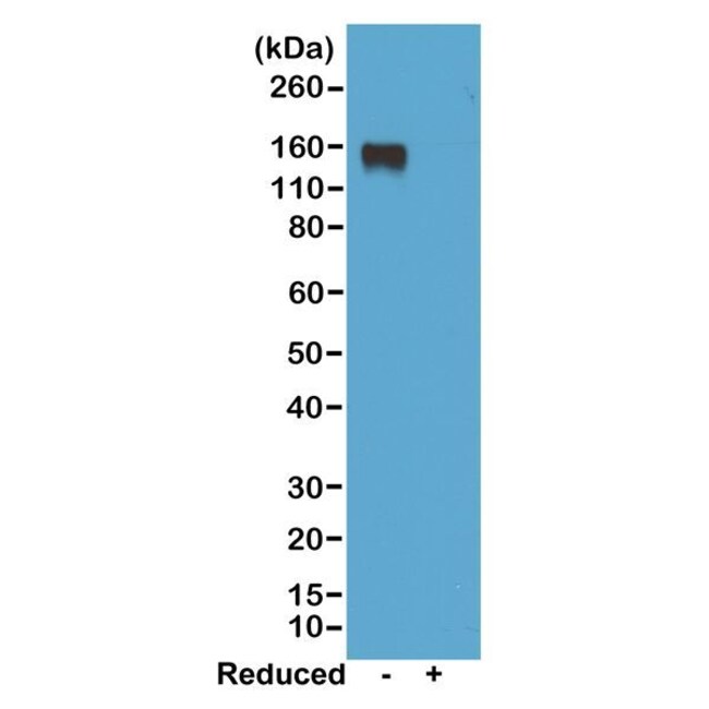 Rabbit anti-Mouse IgG2a Recombinant Secondary Antibody