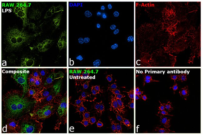 iNOS Monoclonal Antibody (CXNFT), eBioscience