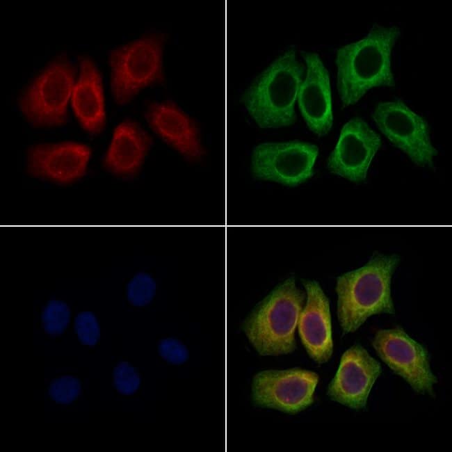 Kindlin 3 Polyclonal Antibody