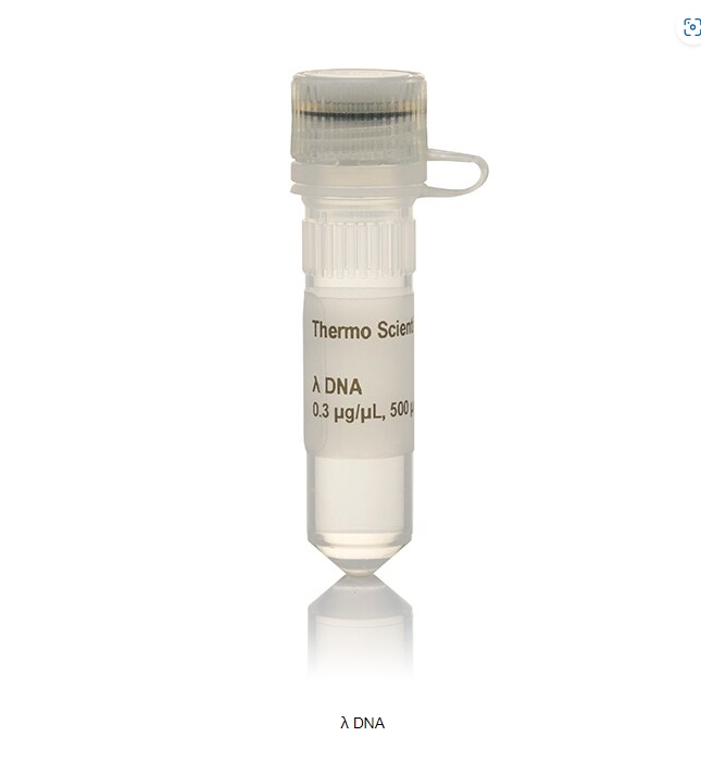 λ DNA