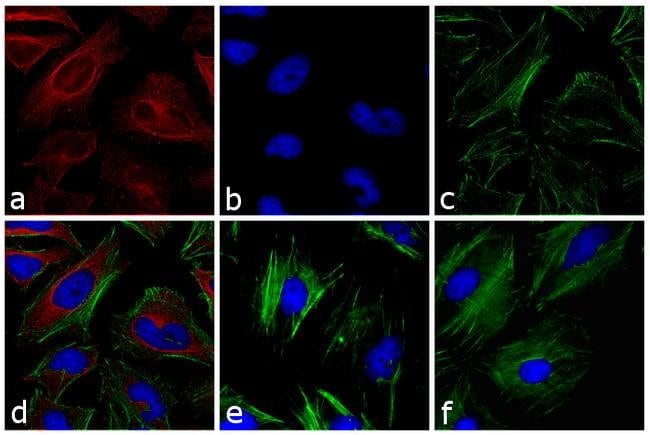 Goat anti-Mouse IgG (H+L) Secondary Antibody, DyLight 633