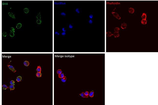 Mouse IgG2b kappa Isotype Control (eBMG2b), eBioscience