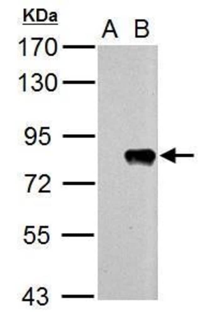 Influenza A PB2 Polyclonal Antibody