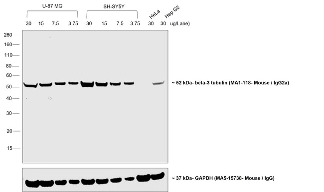 Goat anti-Mouse IgG2a Secondary Antibody, HRP