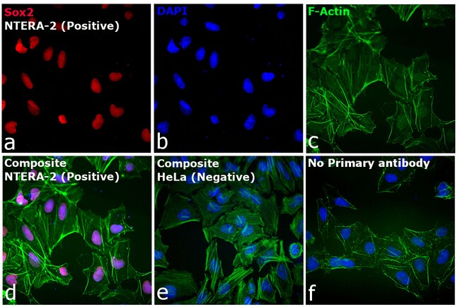 Goat anti-Rat IgG (H+L) Cross-Adsorbed Secondary Antibody, Cyanine3