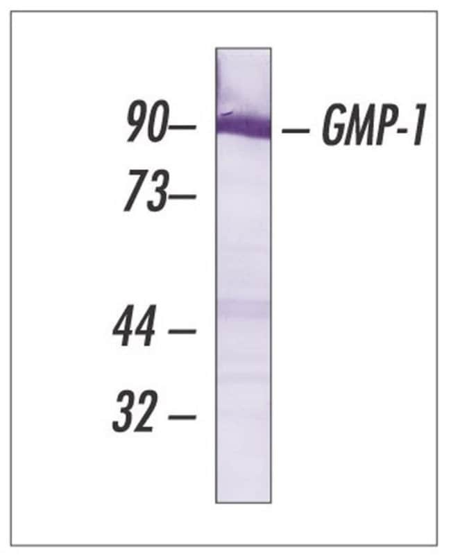 SUMO1 Monoclonal Antibody (21C7)