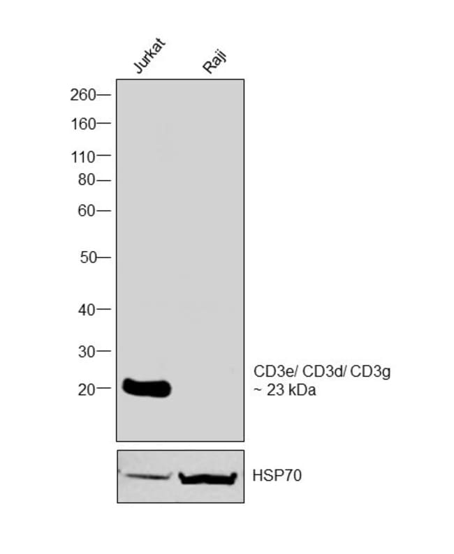 CD3 Monoclonal Antibody (UCHT1), eBioscience
