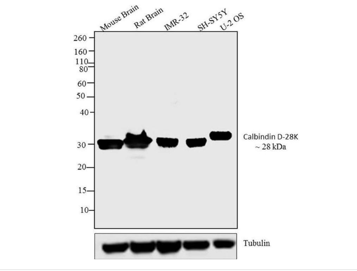 Calbindin D28K Polyclonal Antibody