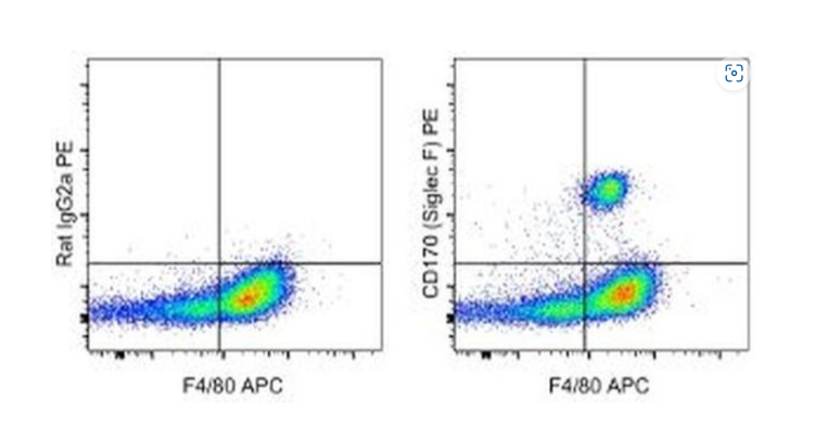 CD170 (Siglec F) Monoclonal Antibody (1RNM44N), PE, eBioscience™