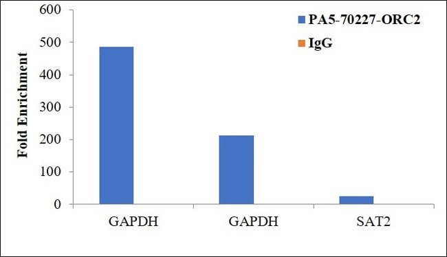 ORC2 Polyclonal Antibody