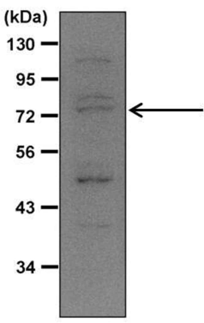 Nrf2多克隆抗体