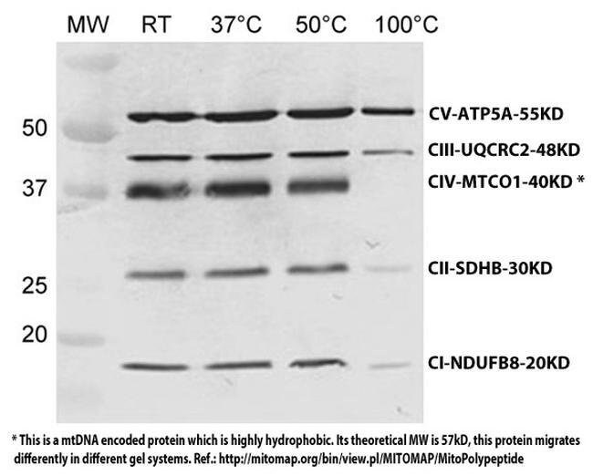 OxPhos Rodent WB Antibody Cocktail
