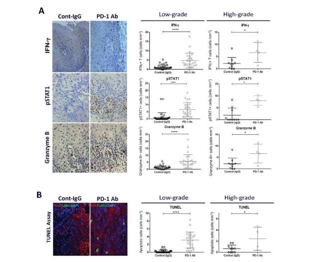 Granzyme B Monoclonal Antibody (16G6), eBioscience™