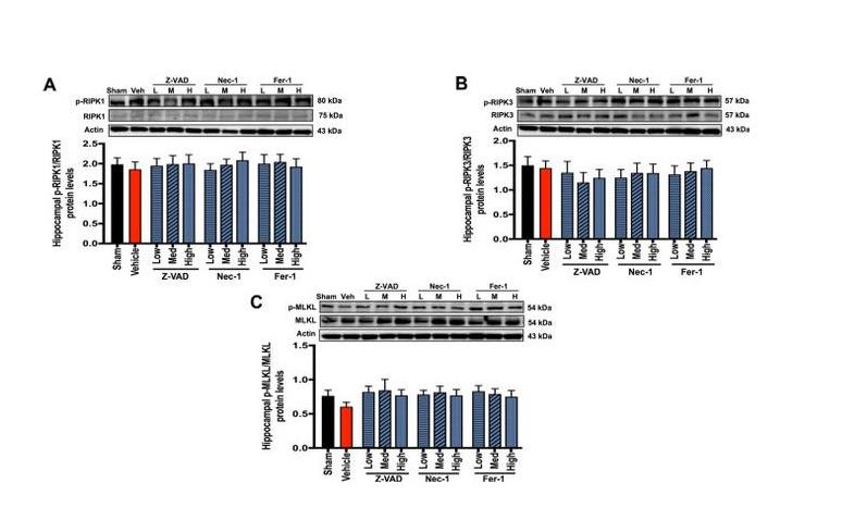 MLKL Polyclonal Antibody
