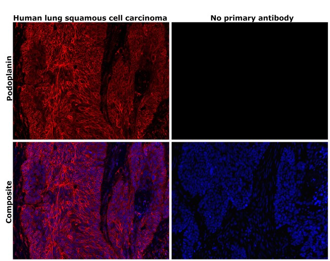 Podoplanin Monoclonal Antibody (NZ-1.3), eBioscience