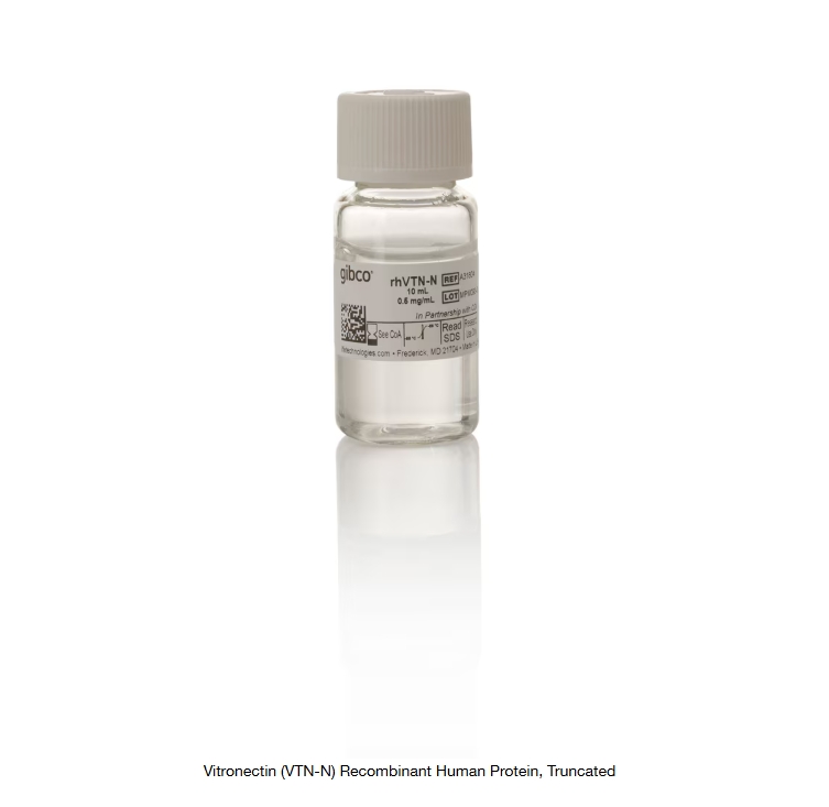Vitronectin (VTN-N) Recombinant Human Protein, Truncated