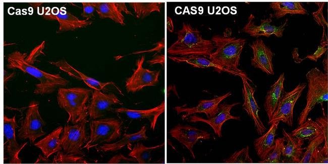 Cas9 Monoclonal Antibody (10C11-A12)