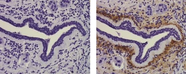 Collagen X Monoclonal Antibody (X53), eBioscience