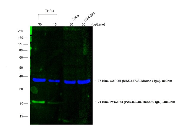 Donkey anti-Rabbit IgG (H+L) ReadyProbes Secondary Antibody, Alexa Fluor 488
