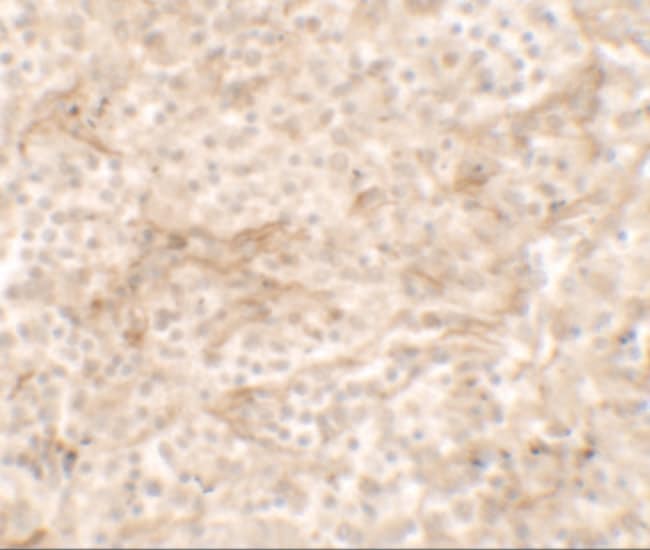 OX40L Polyclonal Antibody