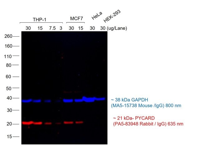 Goat anti-Rabbit IgG (H+L) Cross-Adsorbed Secondary Antibody, Alexa Fluor 635