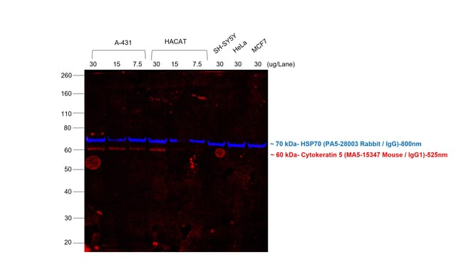 F(ab)2-Goat anti-Mouse IgG (H+L) Secondary Antibody, Qdot 525