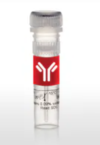 单克隆抗体P21 CIP1 ANTIBODY