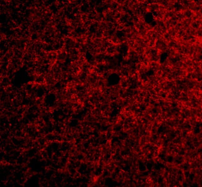 Neurotrypsin Polyclonal Antibody