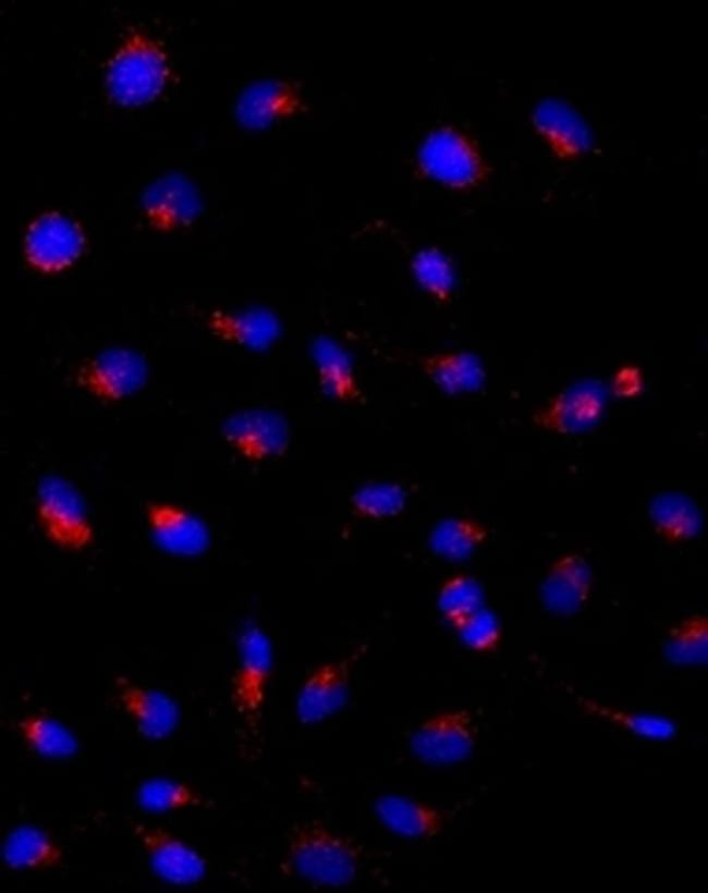 CD107a (LAMP-1) Monoclonal Antibody (eBioH4A3), eBioscience