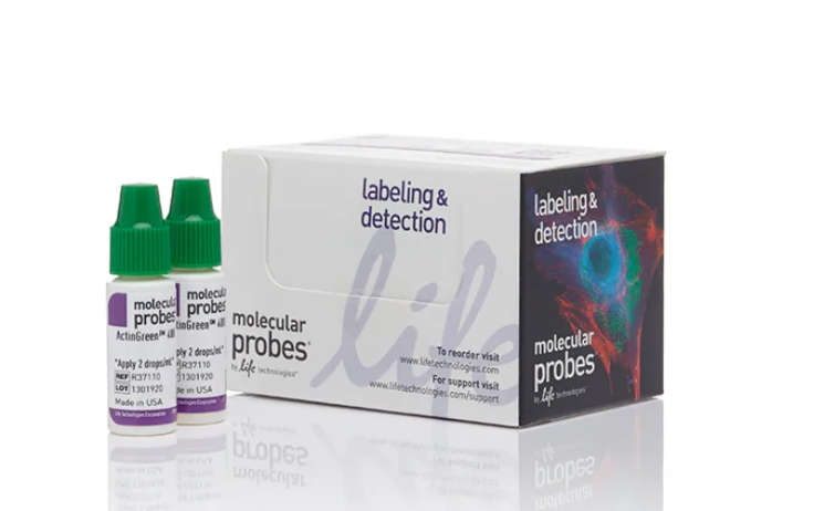ActinGreen™ 488 ReadyProbes™ 试剂