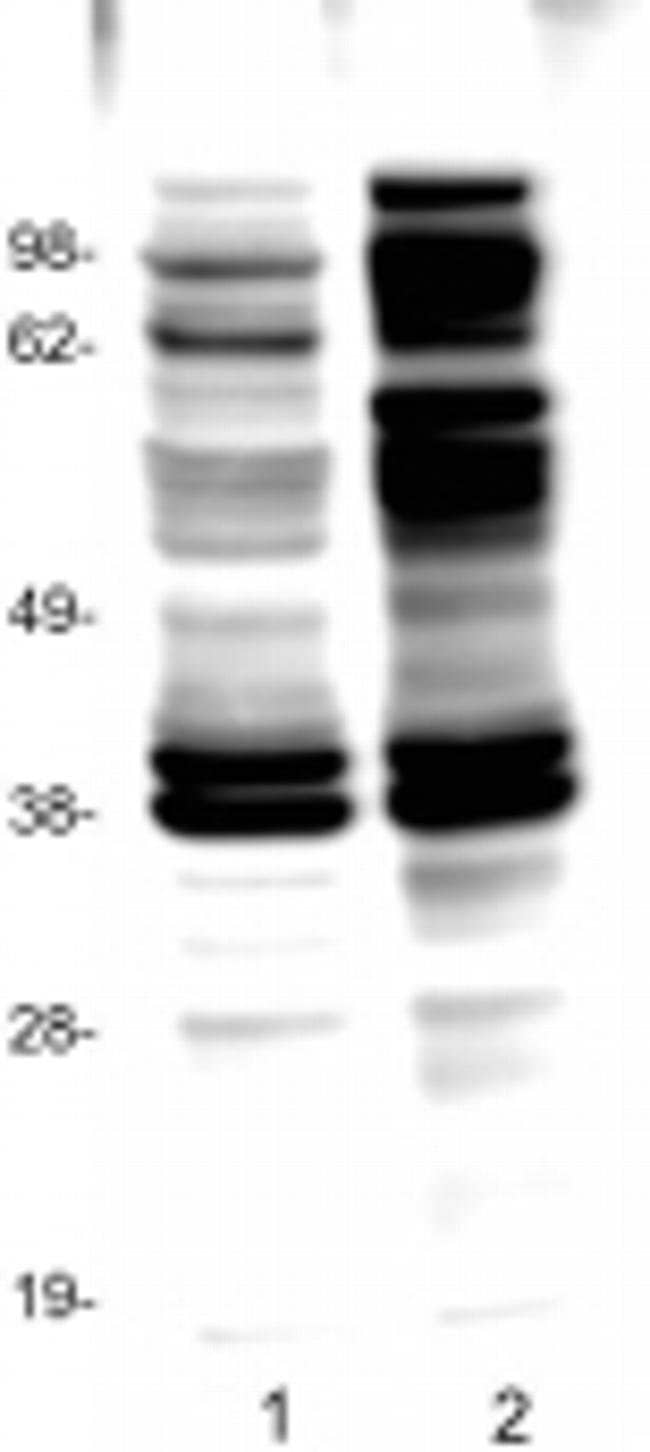 phospho-Tyrosine Monoclonal Antibody (pY20), eBioscience
