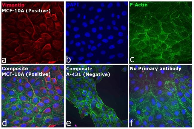 F(ab)2-Goat anti-Rabbit IgG (H+L) Cross-Adsorbed Secondary Antibody, Alexa Fluor 647