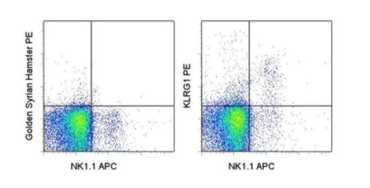 KLRG1 Monoclonal Antibody (2F1), PE, eBioscience™