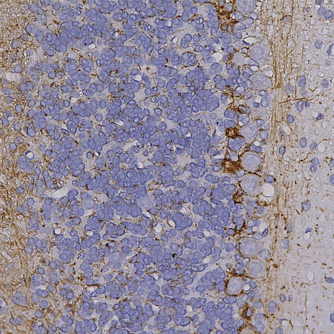 NF-H Polyclonal Antibody